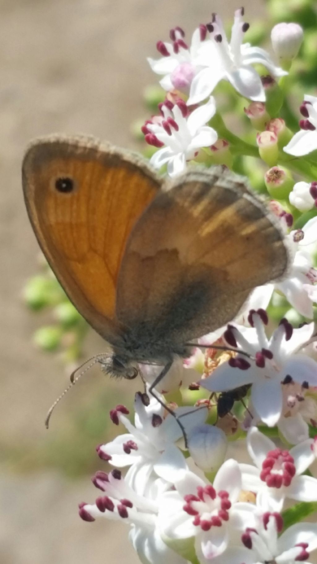 Lycaena phlaeas (Lycaenidae) e Coenonymnpha pamphilus (Nymphalidae Satyrinae).